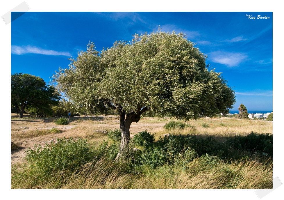 Baum auf Rhodos