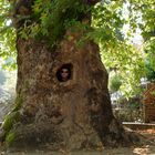 Baum auf Rhodos