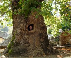 Baum auf Rhodos