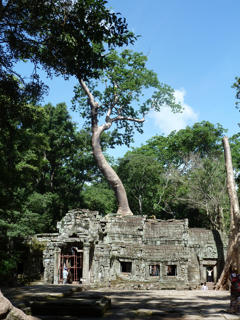 Baum auf Ruine