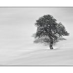 Baum "auf Schnee" ...