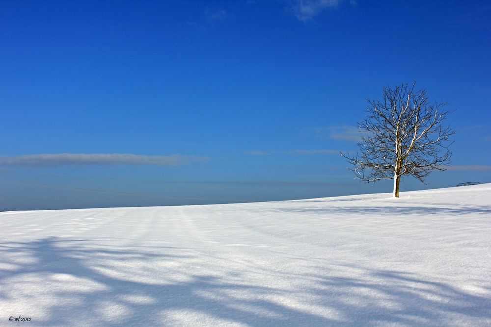 Baum auf Schnee