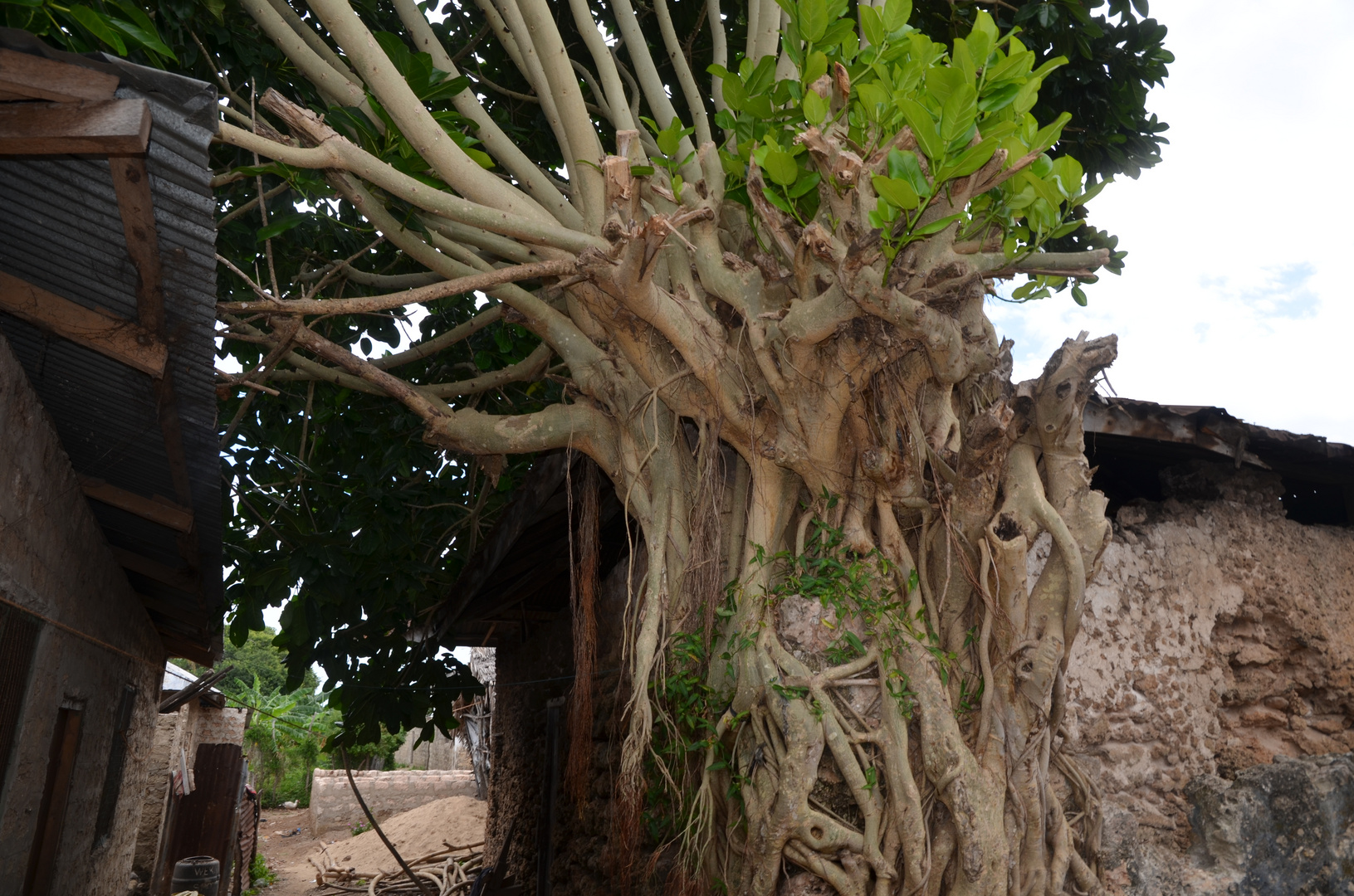 Baum auf Shimoni (Kenya)