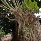 Baum auf Shimoni (Kenya)