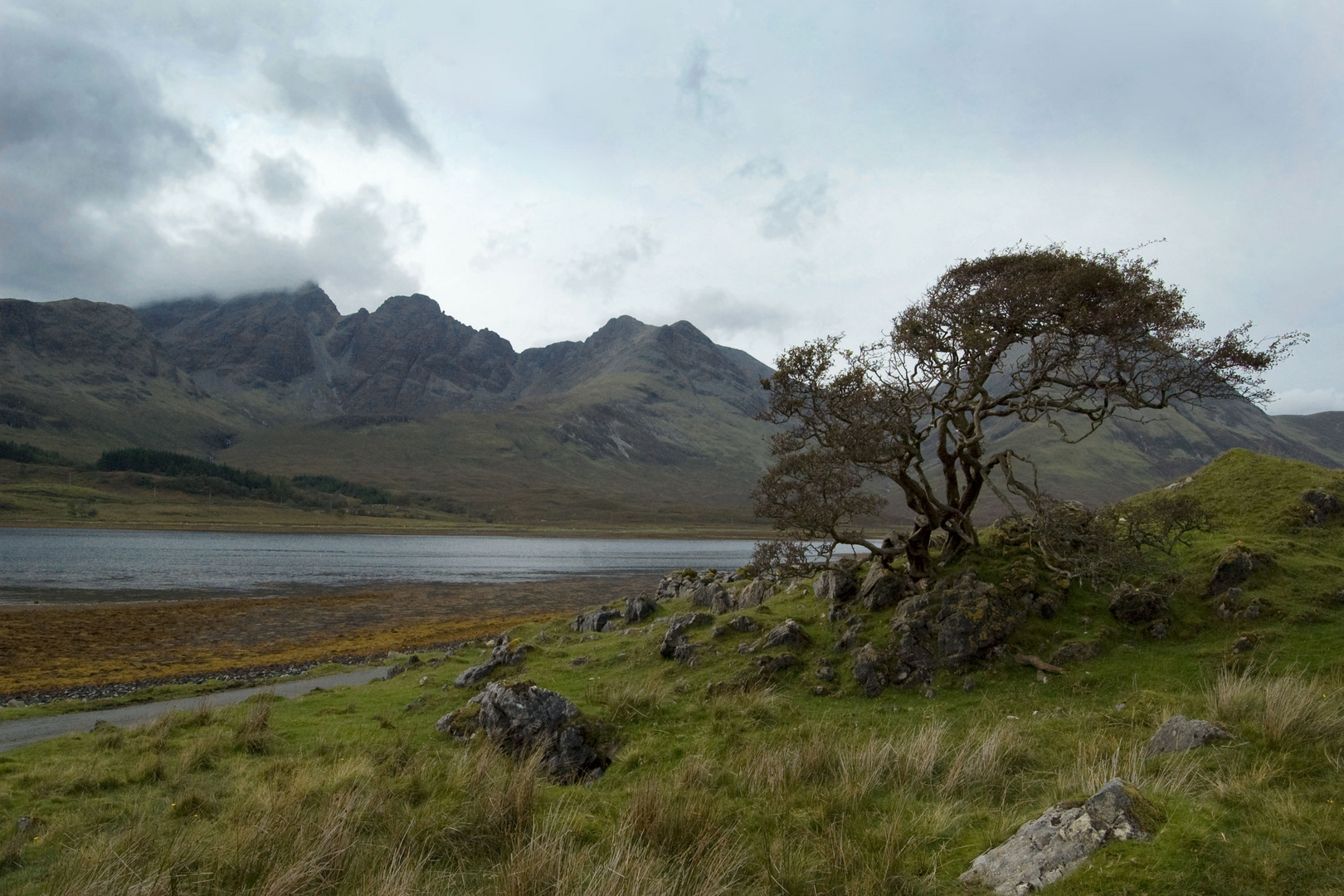 Baum auf Skye