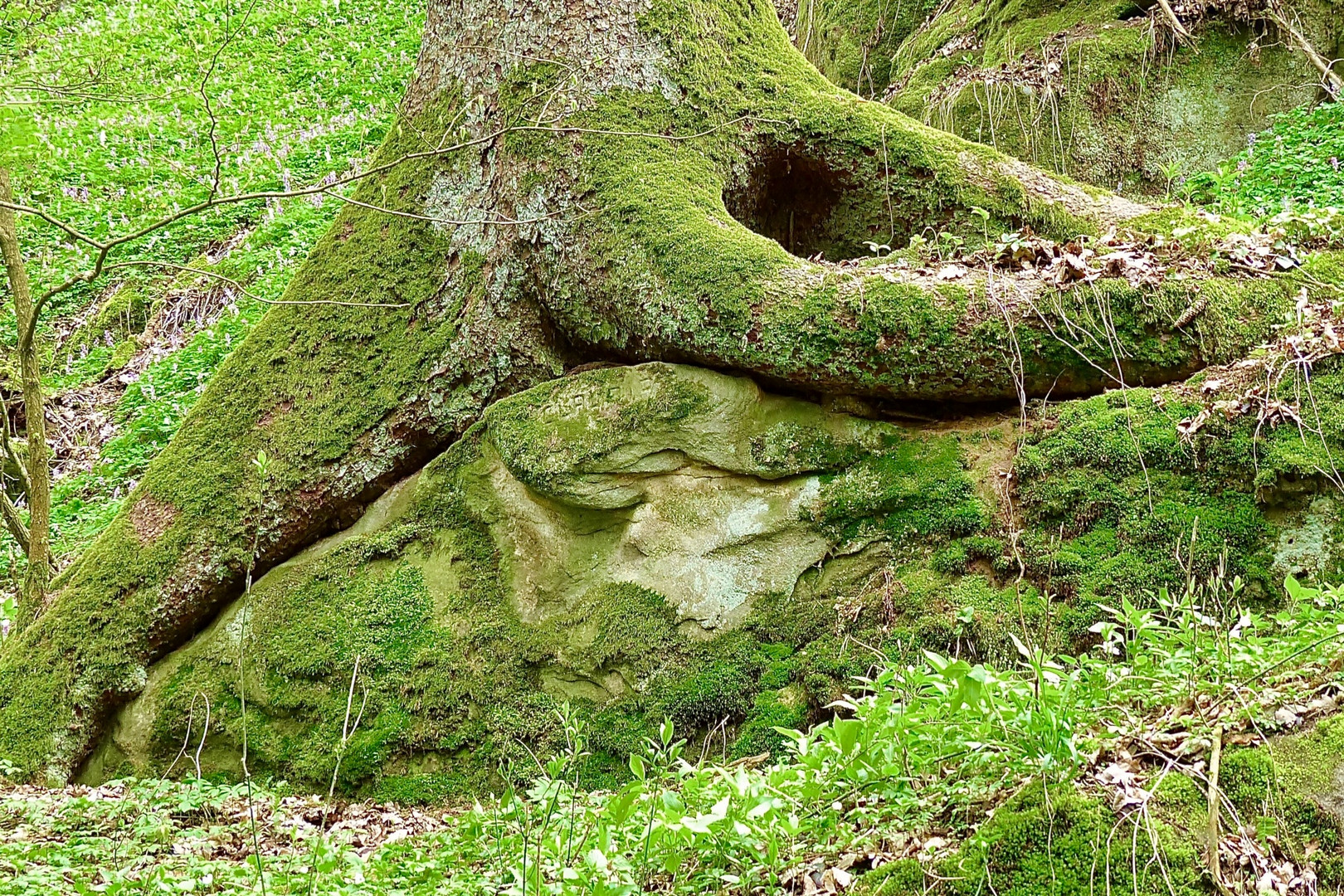 Baum auf Stein