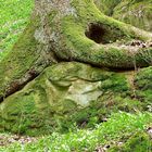 Baum auf Stein