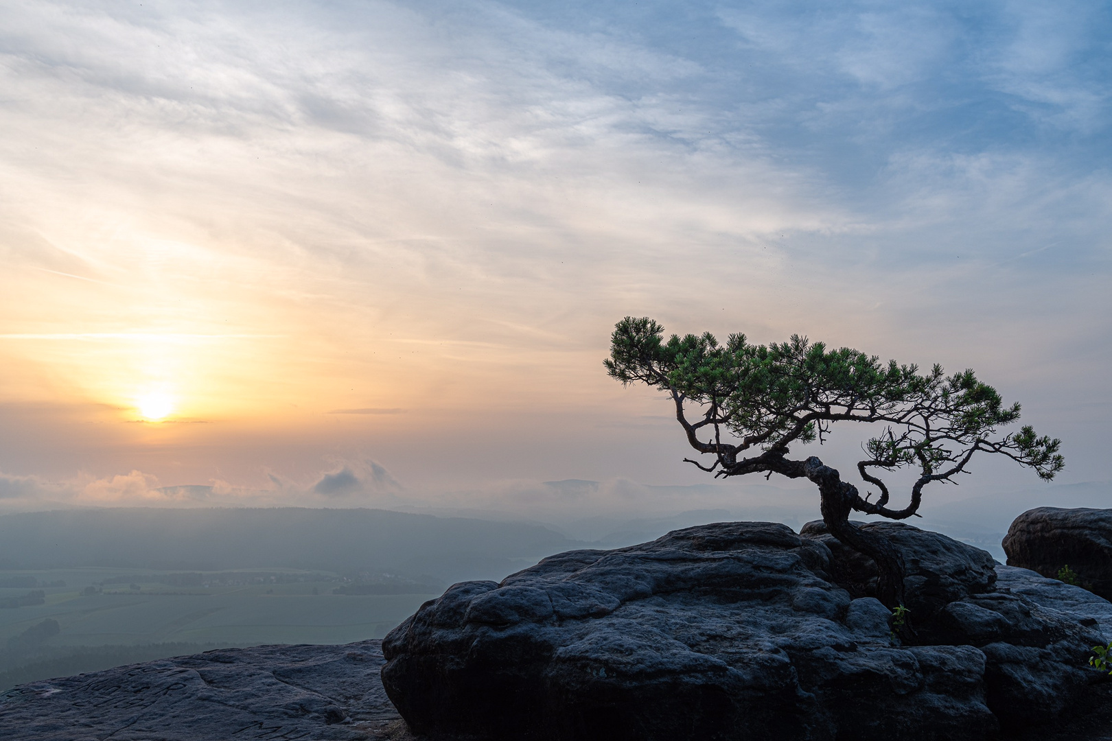 Baum auf Stein