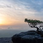 Baum auf Stein