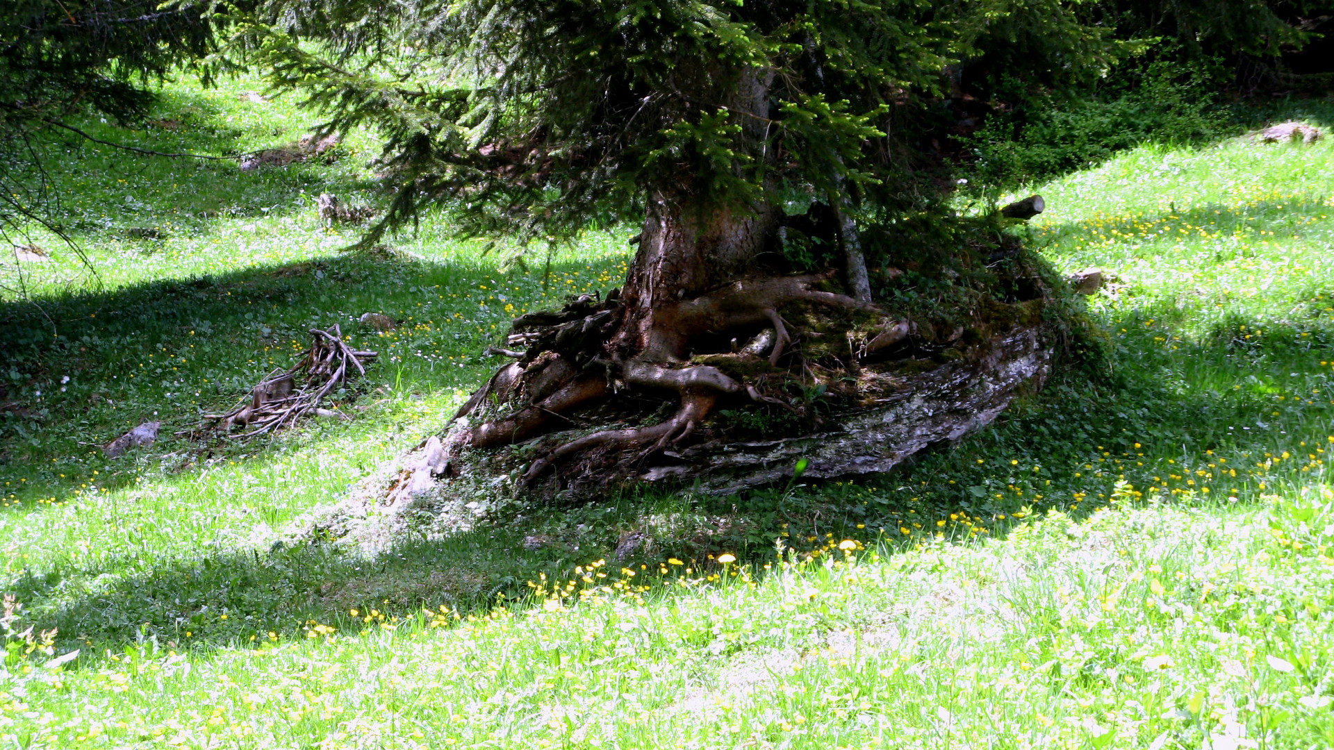 Baum auf Stein