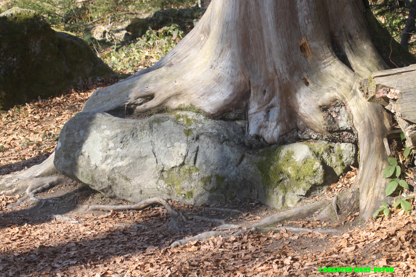 Baum auf Stein