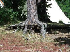 Baum auf Stelzen