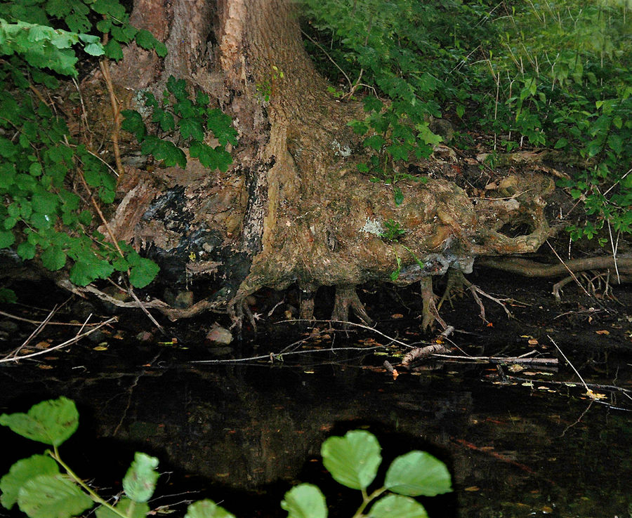 Baum auf Stelzen