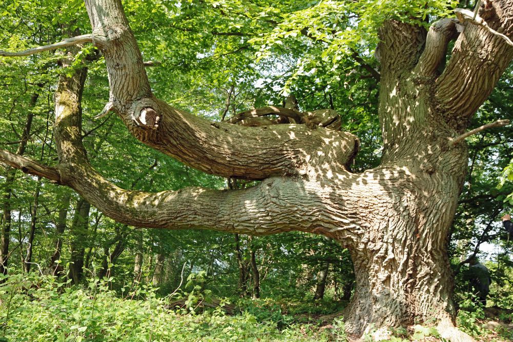 Baum auf Vilm II