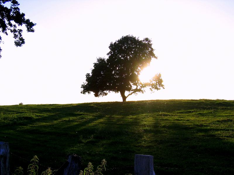 Baum auf weiter Flur