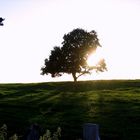 Baum auf weiter Flur