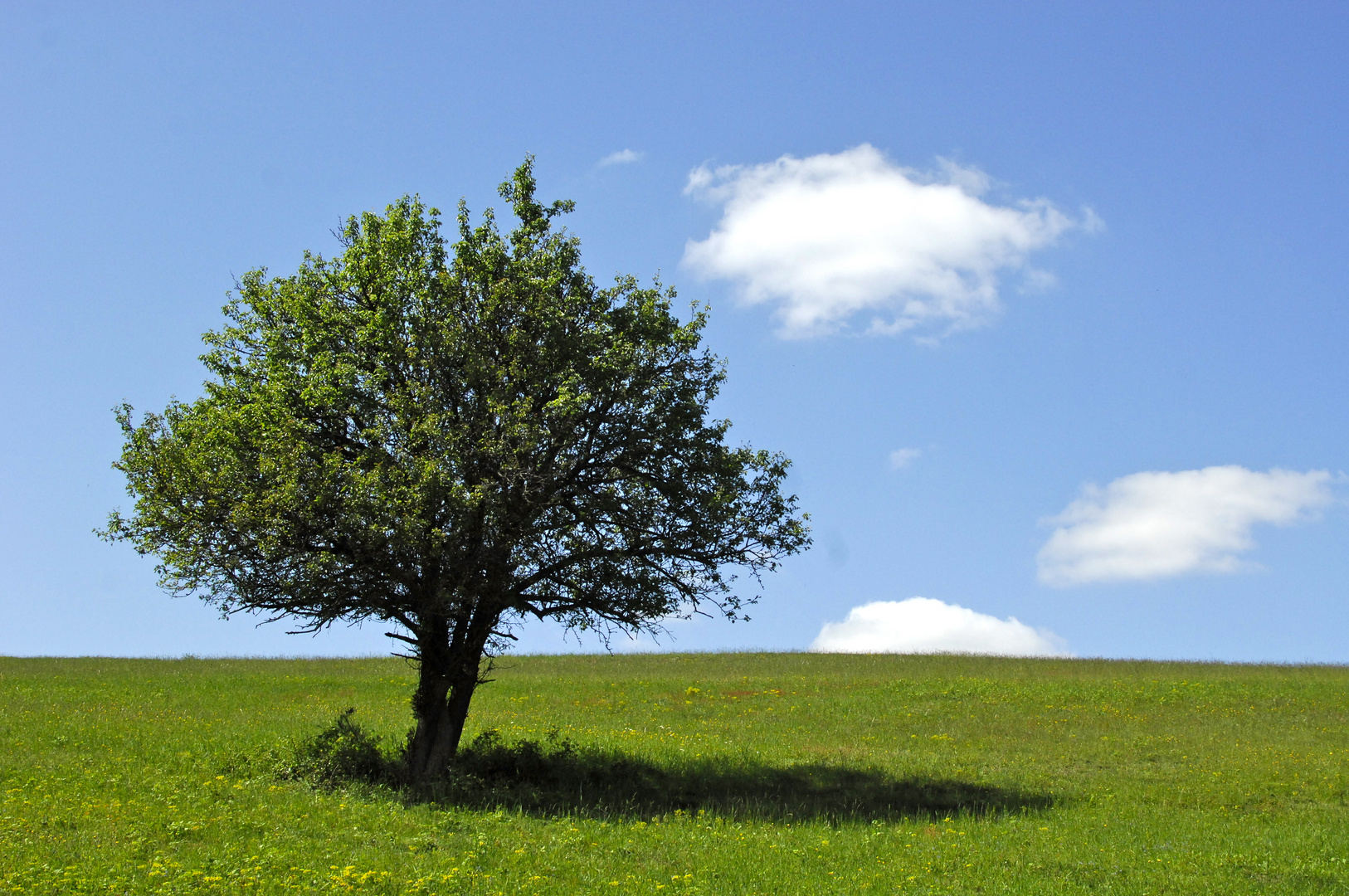 Baum auf Wiese