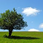 Baum auf Wiese