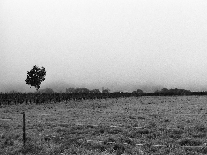 Baum auf Wiese