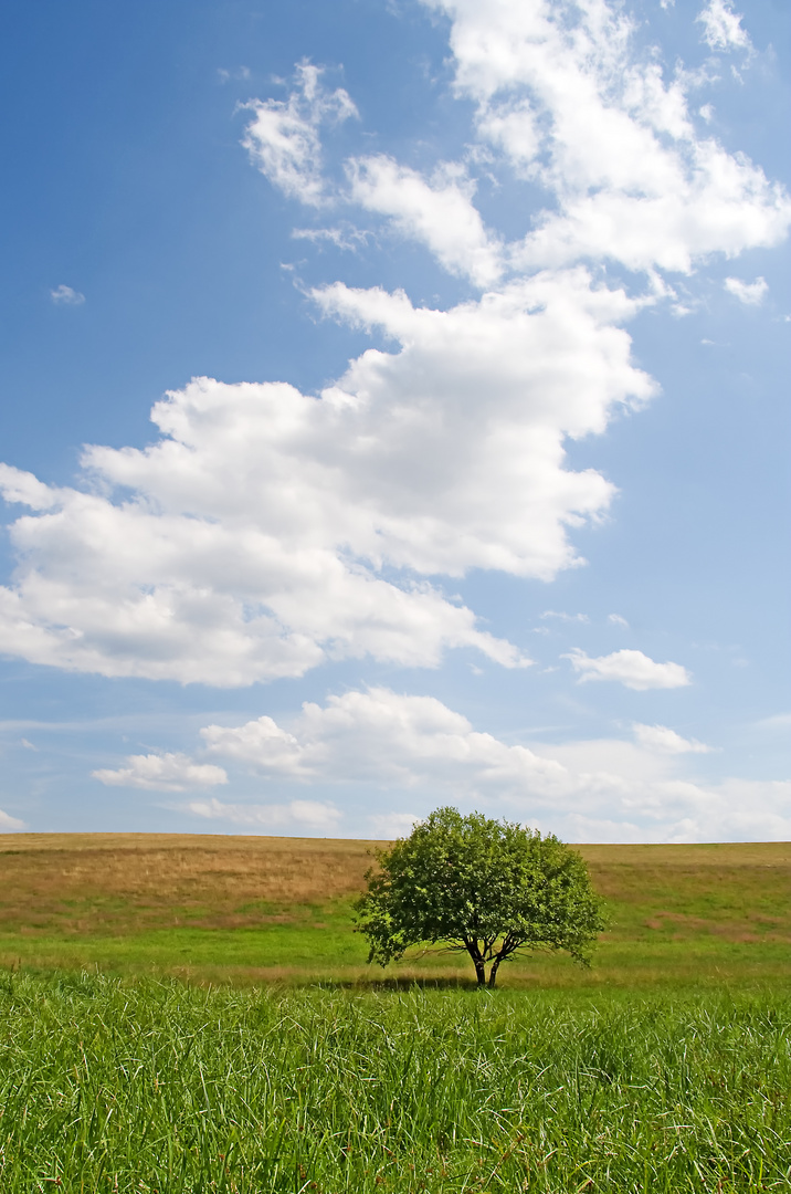 Baum auf Wiese