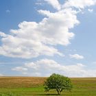 Baum auf Wiese