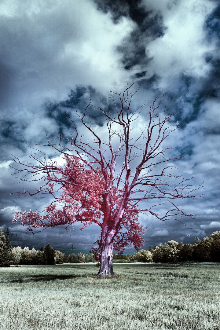 Baum auf Wiese