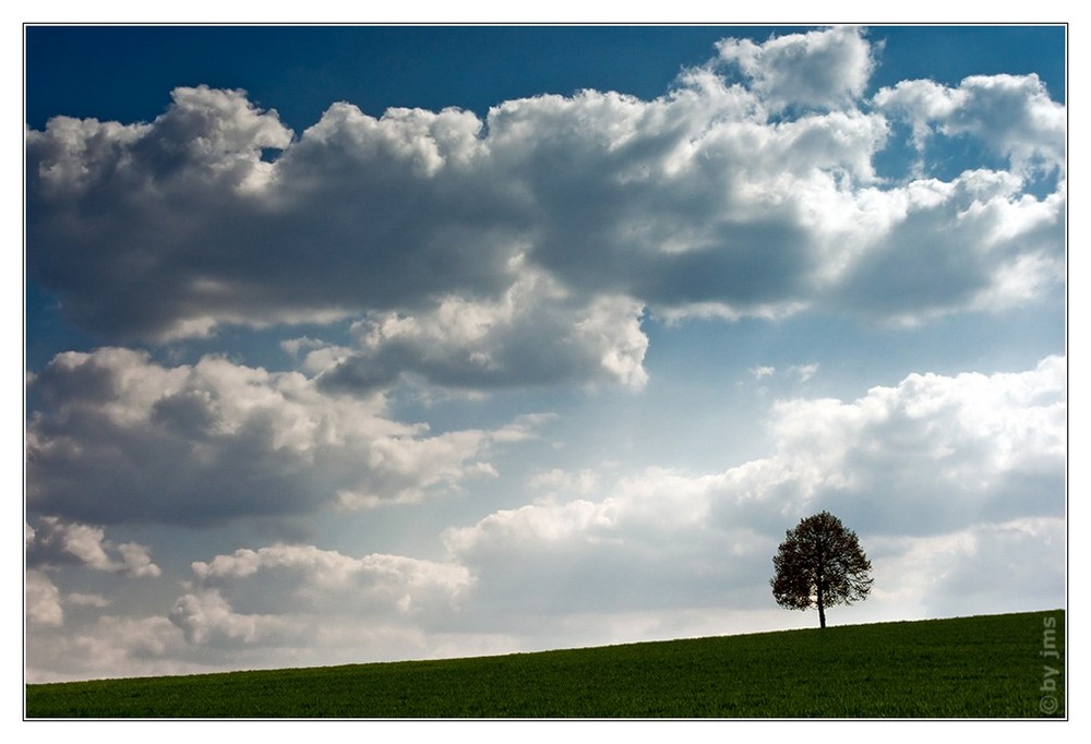 Baum auf Wiese