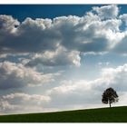 Baum auf Wiese