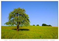 Baum auf Wiese (Hirzel, Schweiz)