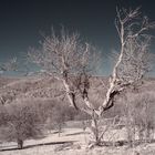 Baum auf winterlichem Feld im Bliesgau