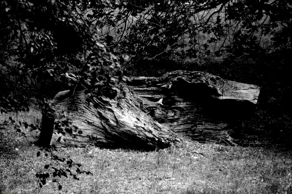 Baum aus dem Wörlitzer Gartenreich 01