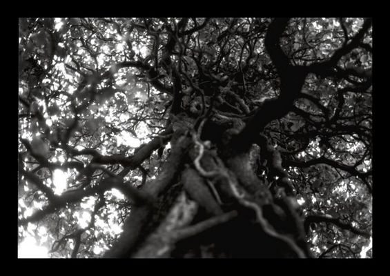 Baum aus der Sicht einer Ameise