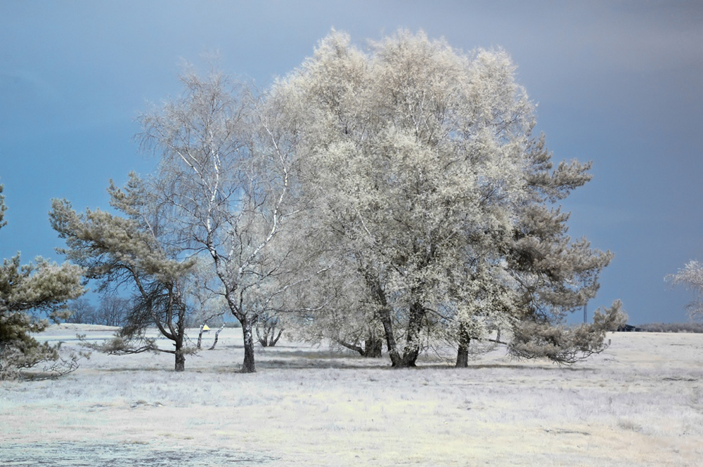 Baum aus einer anderen Welt