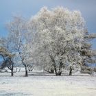 Baum aus einer anderen Welt