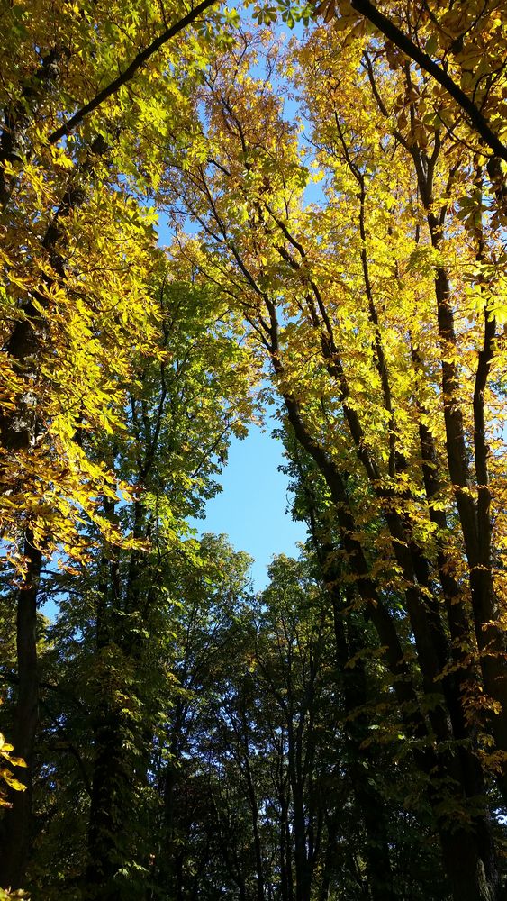 Baum -Ausblick -