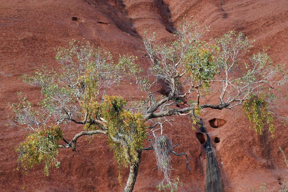 BAUM Ayers Rock A-83 