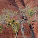 BAUM Ayers Rock A-83 