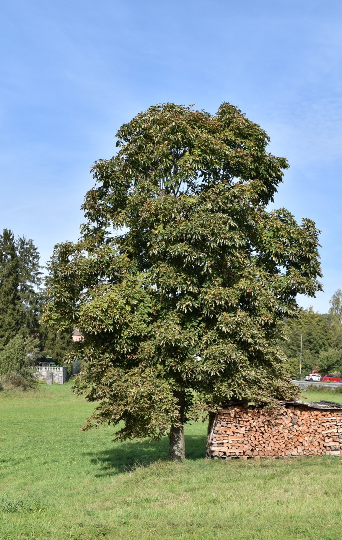 Baum