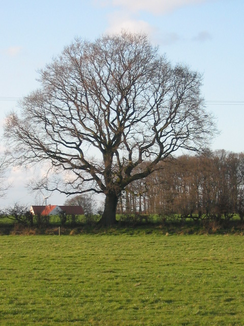 Baum