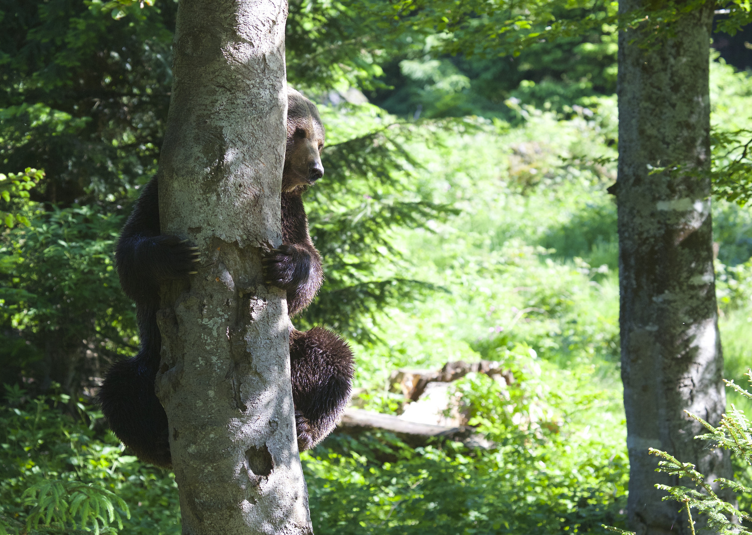 baum-bär