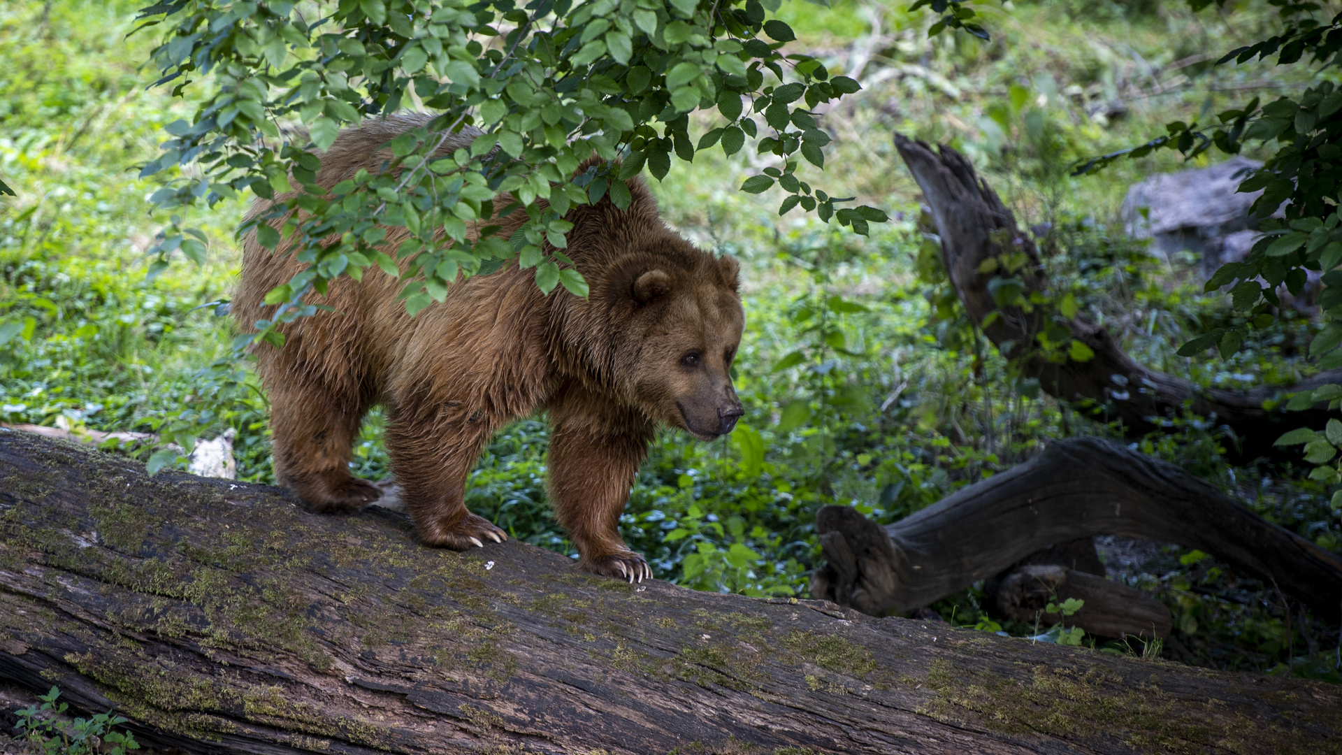 "Baum"-Bär im Wisentgehege