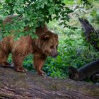 "Baum"-Bär im Wisentgehege