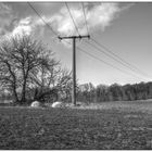  Baum, Ballen, Mast und Hochsitz