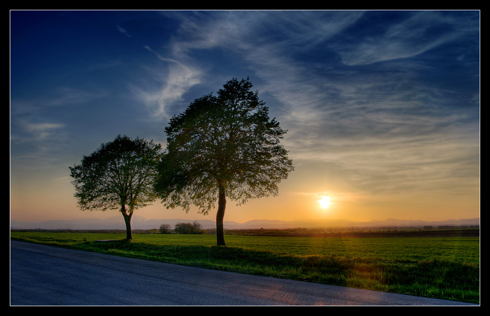 baum-BAUM-sonne