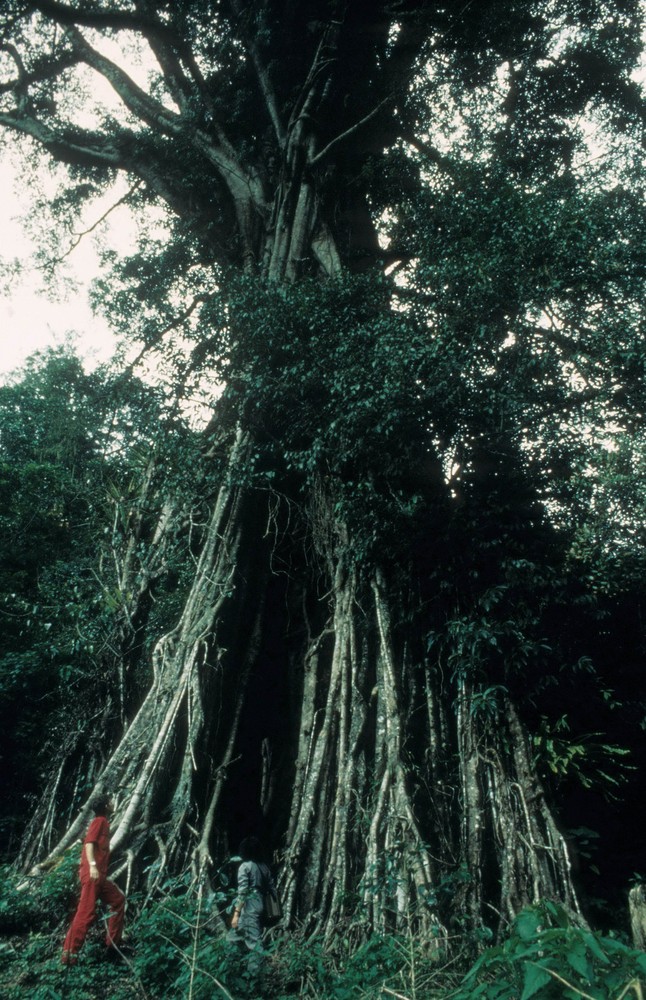 Baum-Begegnung