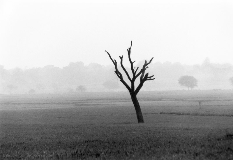 Baum bei Allahabad