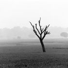 Baum bei Allahabad