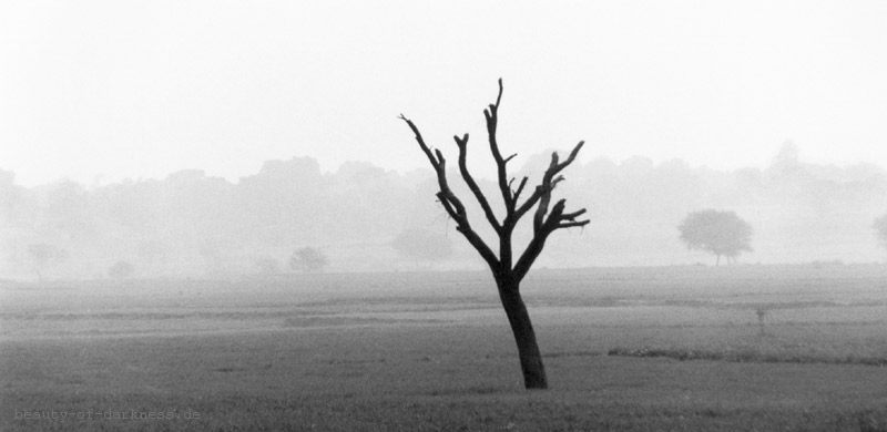 Baum bei Allahabad (Panorama)