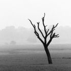 Baum bei Allahabad (Panorama)