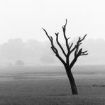 Baum bei Allahabad (Panorama)